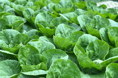 Vitamin K